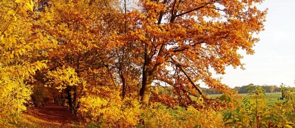 Pano Herbst.jpg