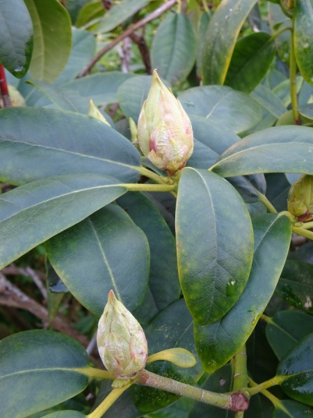 Rhododendron 1.JPG