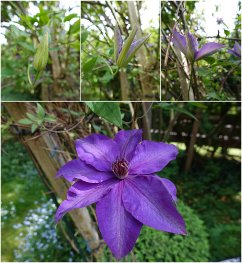 Clematis_i.png