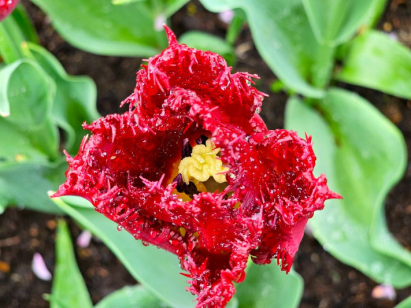 Wassertropfen Blume Keukenhof.jpg