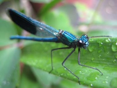 Libelle, ganz in Blau.JPG