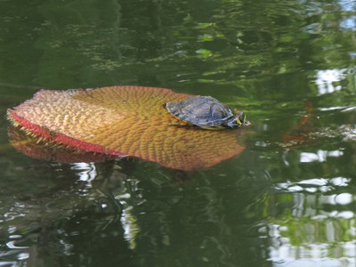 Wasserschildkröte.jpg