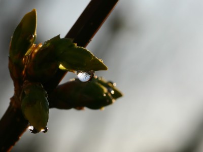 Natur-Juwelen.jpg