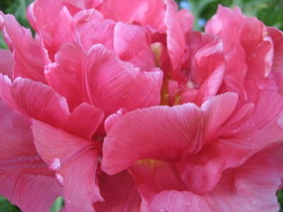 Tulpe.JPG