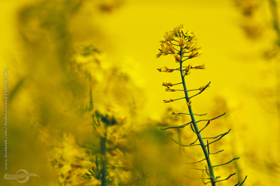 IMG_9125_DxO_cewe.png