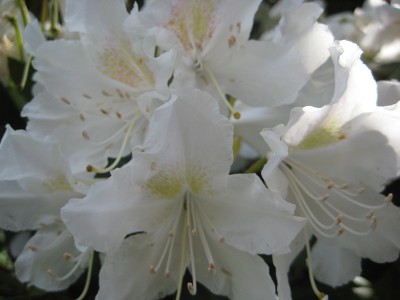 Rhododendron-Weiß.JPG