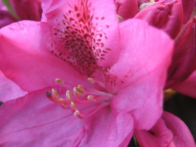 Rhododendron-Pink.JPG