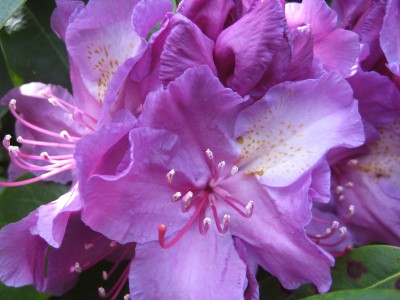 Rhododendron-Lila.JPG
