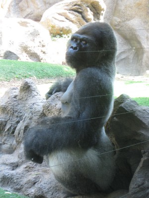 Gorillamännchen.JPG