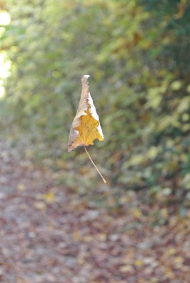 schwebendes Blatt.JPG