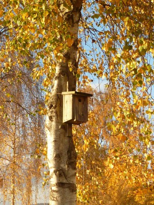 Goldener Herbst.JPG