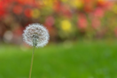 bunte pusteblume.jpg