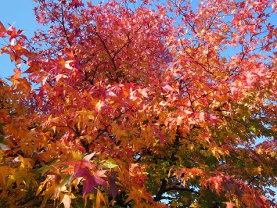 Herbstlaub.jpg