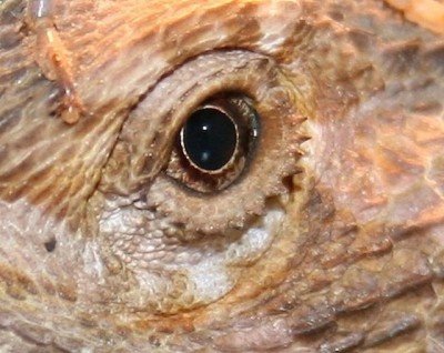 cewe1.jpg