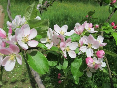 Apfelblüte.JPG