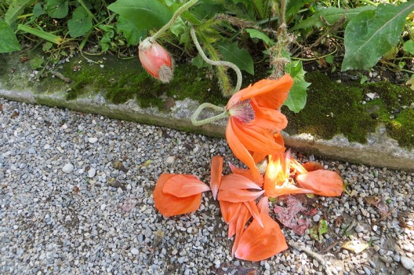 Mohn IMG_1911.jpg
