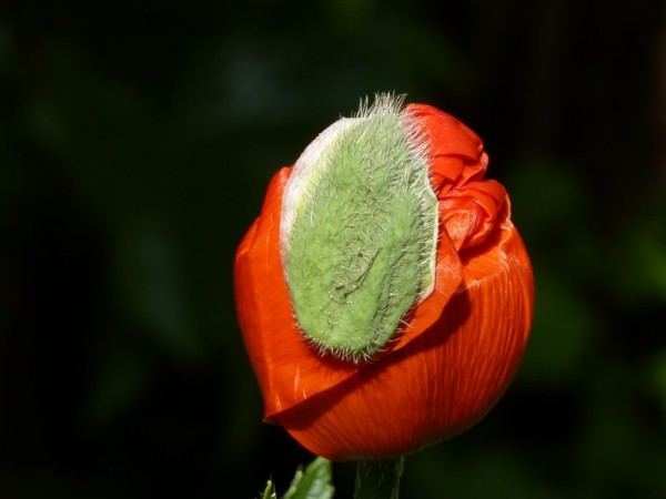 Mohn.JPG