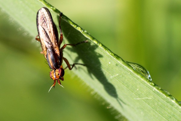 Fliege-Schatten.jpg