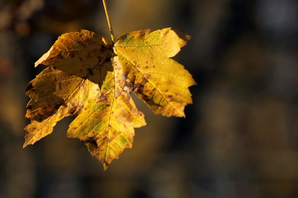 LeuchtenderHerbst2.jpg
