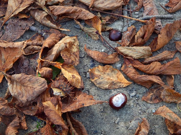17_10_Herbstlaub.jpg