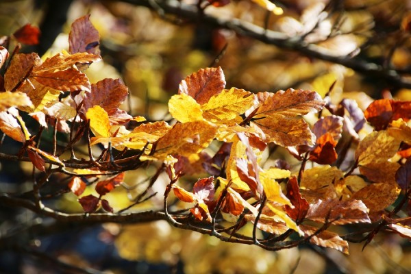 Herbstlaub-.JPG