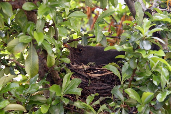 Amsel1.jpg