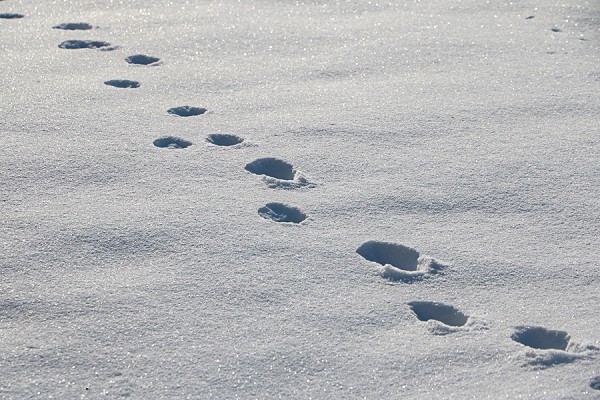 Spuren im Schnee.jpg