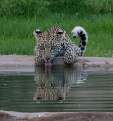 junger Leopard Urikaruus.jpg