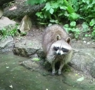 Waschbär.JPG