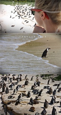 pingu2.jpg