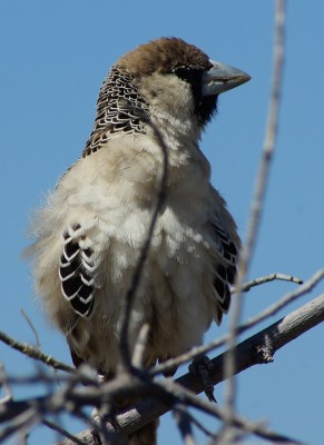 Webervogel.jpg