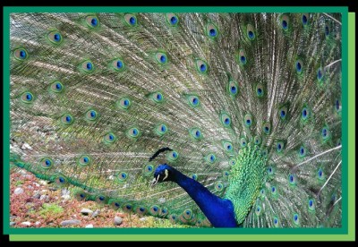 Pfau.jpg