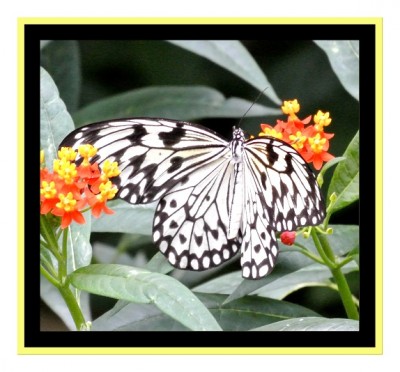 Schmetterling.jpg