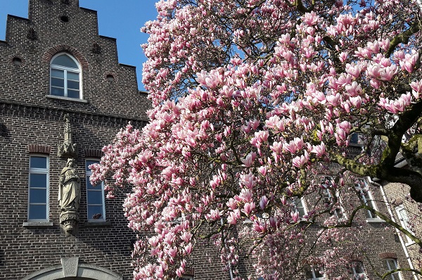 Nieukerk Elisabethheim Magnolie 1.jpg