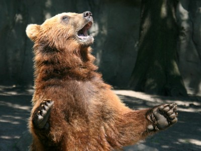 100627_2768_Hagenbeck.JPG