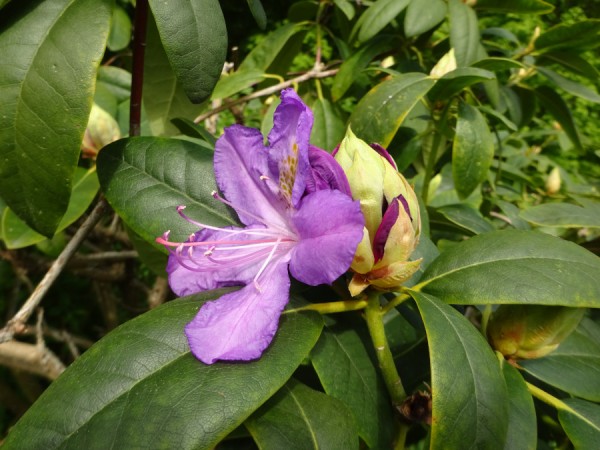 Rhodendron 2.JPG