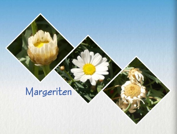 Margeriten.jpg