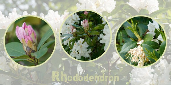 2020-05-31-Rhododendron.jpg