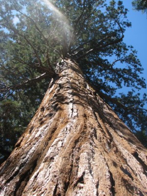 Mammutbaum im Yosemite.JPG