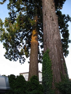 Mammutbaum in Wasserburg.jpg