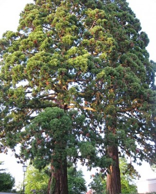 2 Mammutbäume am Bodensee in Wasserburg.jpg