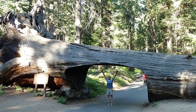 Sequoia-20120830-142339.jpg