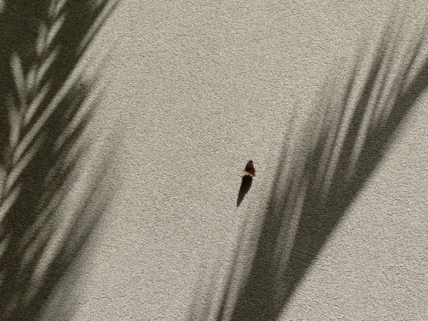 Schatten.jpg