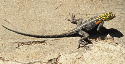 Salamander.jpg
