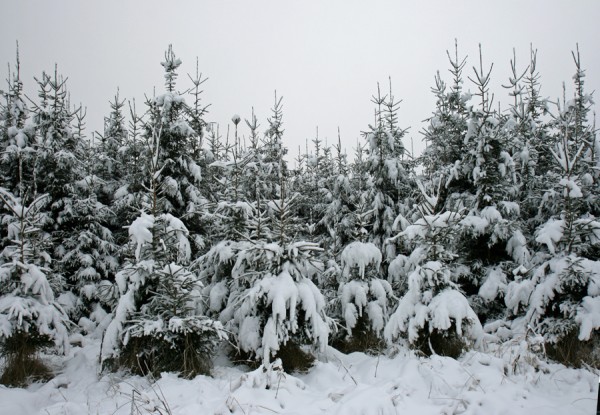 Weihnachtskrippe_Wald.jpg