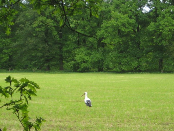 Storch.JPG