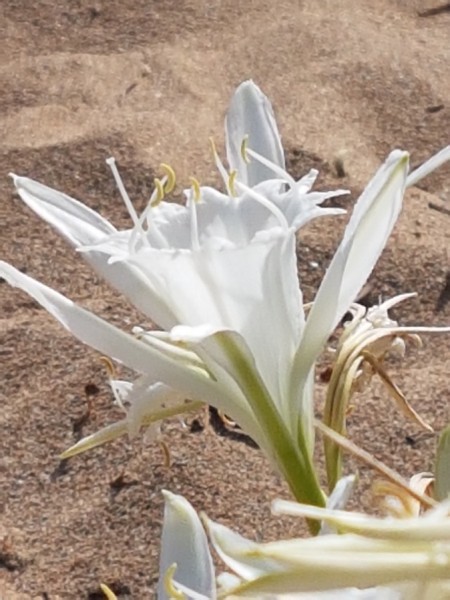 Blume im Sand.jpg