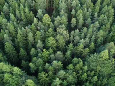 wald.jpg