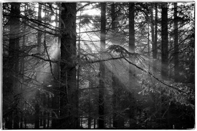 Winterwald copy.jpg