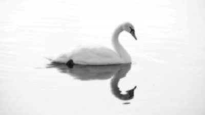 schwan_hk_sw.jpg